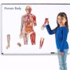Picture of Double-Sided Magnetic Human Body